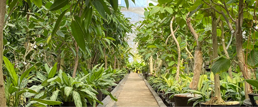 自社農園で育てた<br>植物による癒し効果