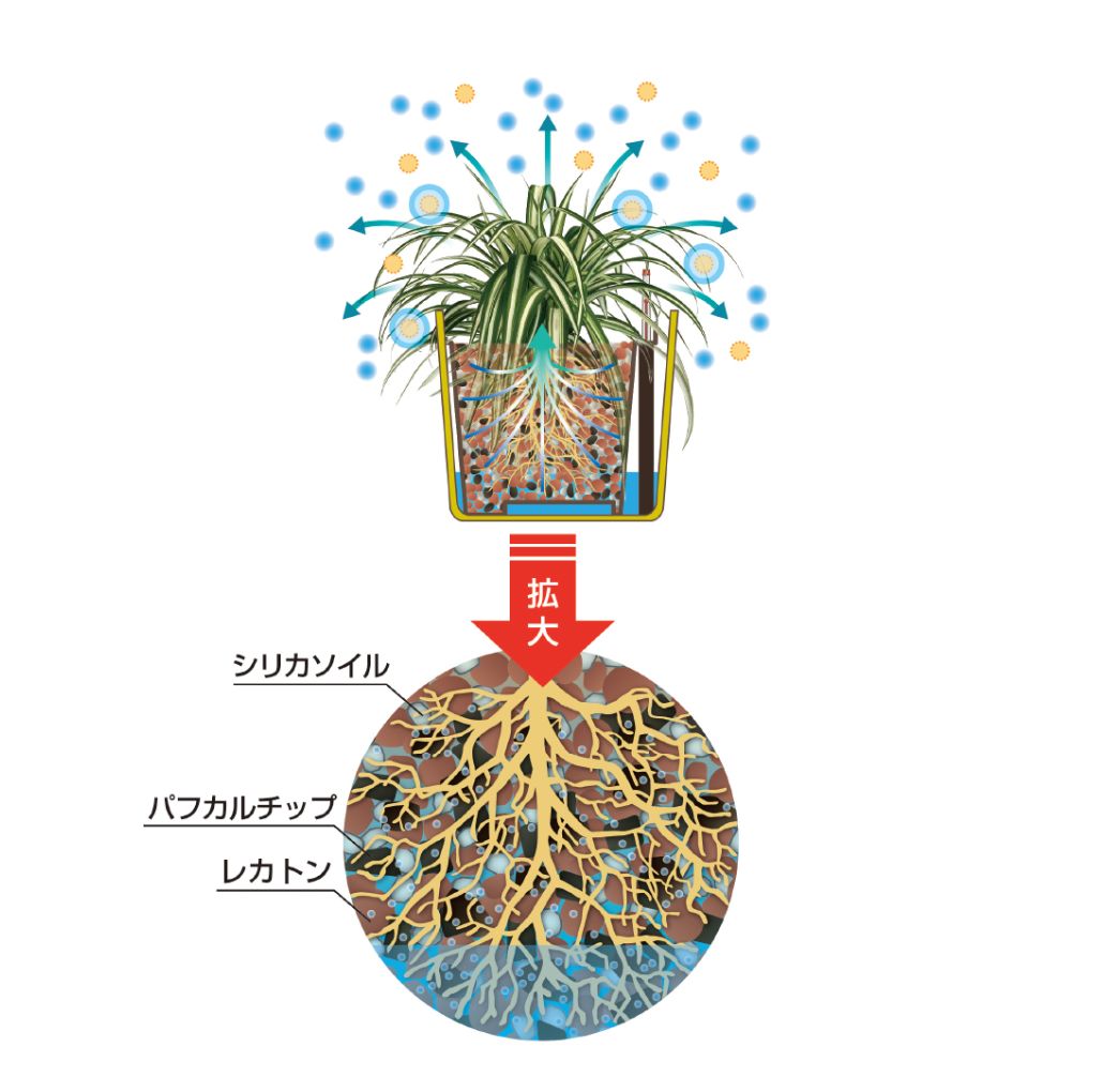 ハイドロカルチャーとは 観葉植物の生産 レンタル 販売 株式会社 プラネット