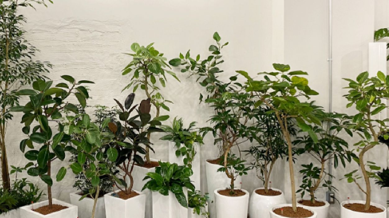 関西営業所 観葉植物の生産 レンタル 販売 株式会社 プラネット
