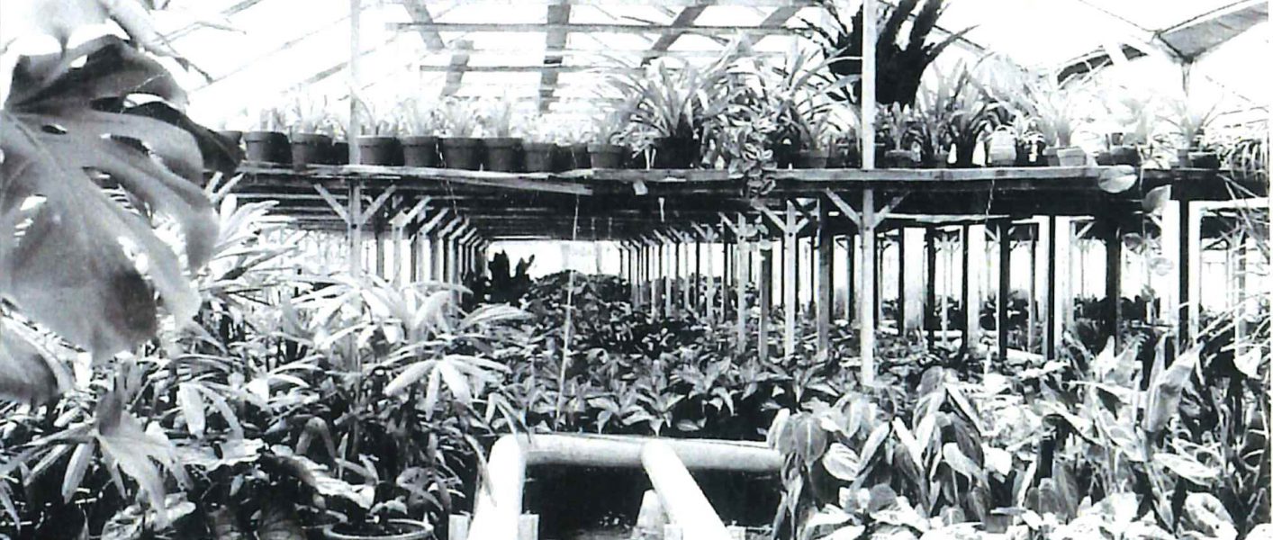 ハイドロカルチャーの歴史（４） プラネットの歴史 | 観葉植物の生産