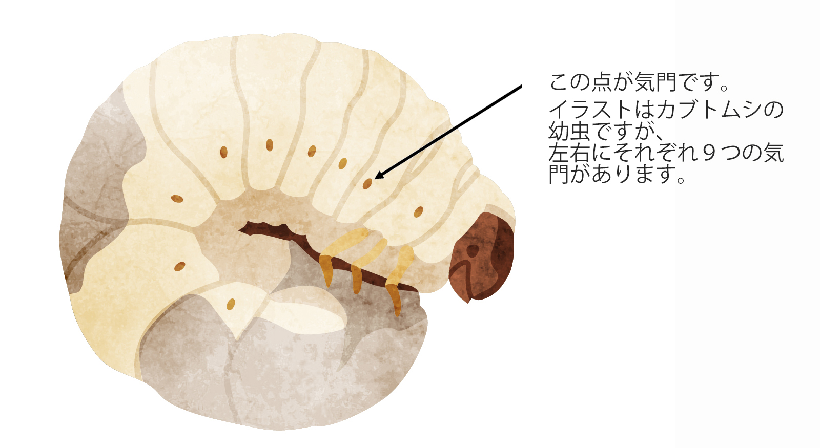 カブトムシの幼虫