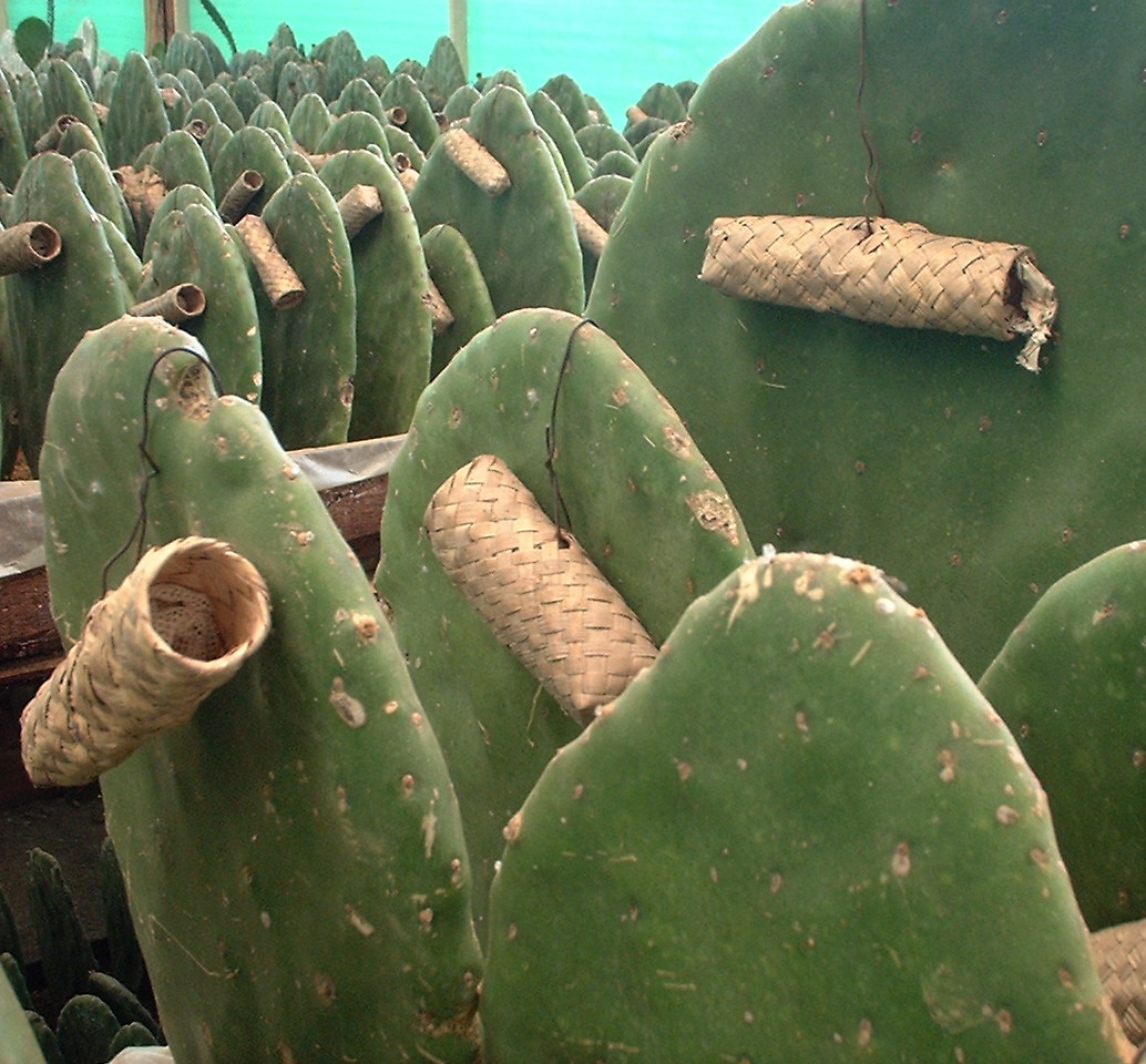 Breeding of the Cochineal (Dactylopius coccus) in Oaxaca, Mexico.